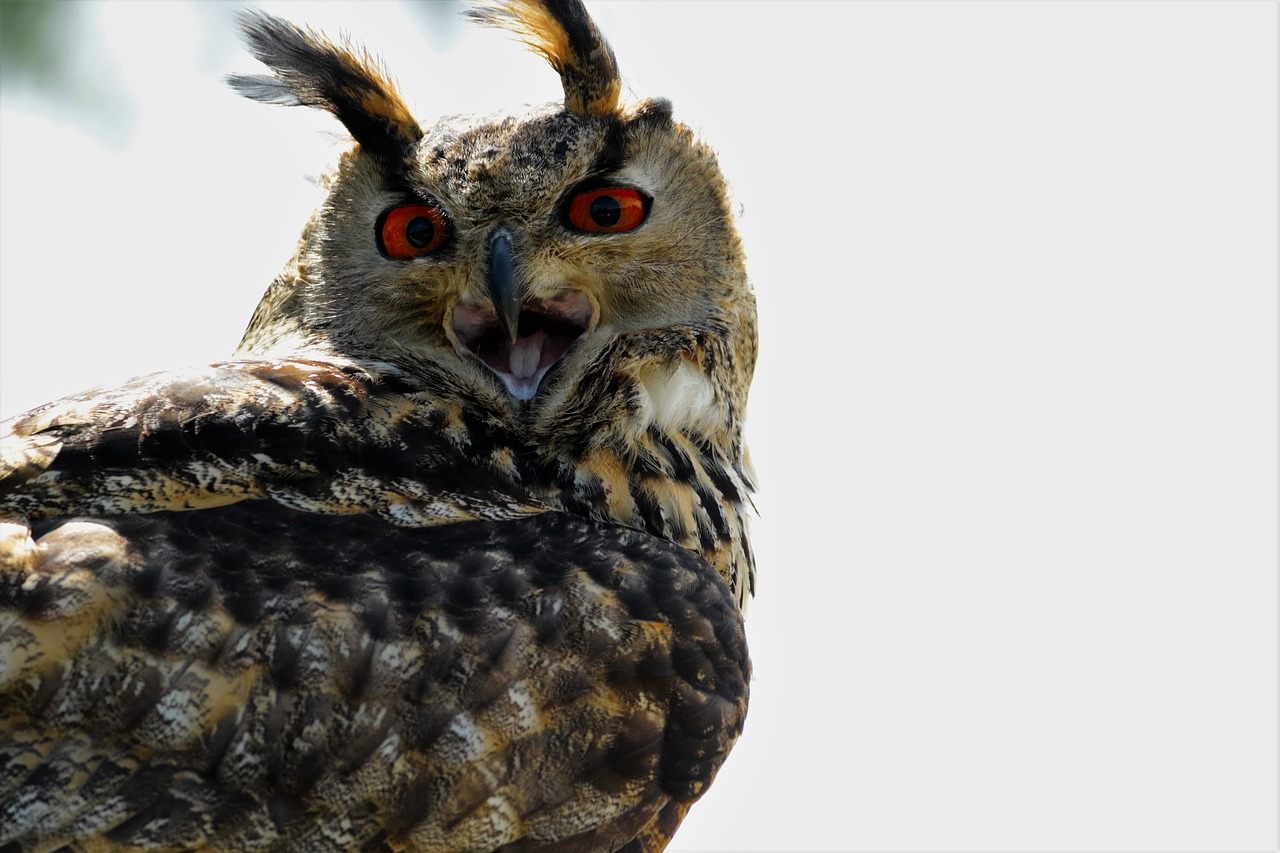 Image - eurasian eagle owl owl bird