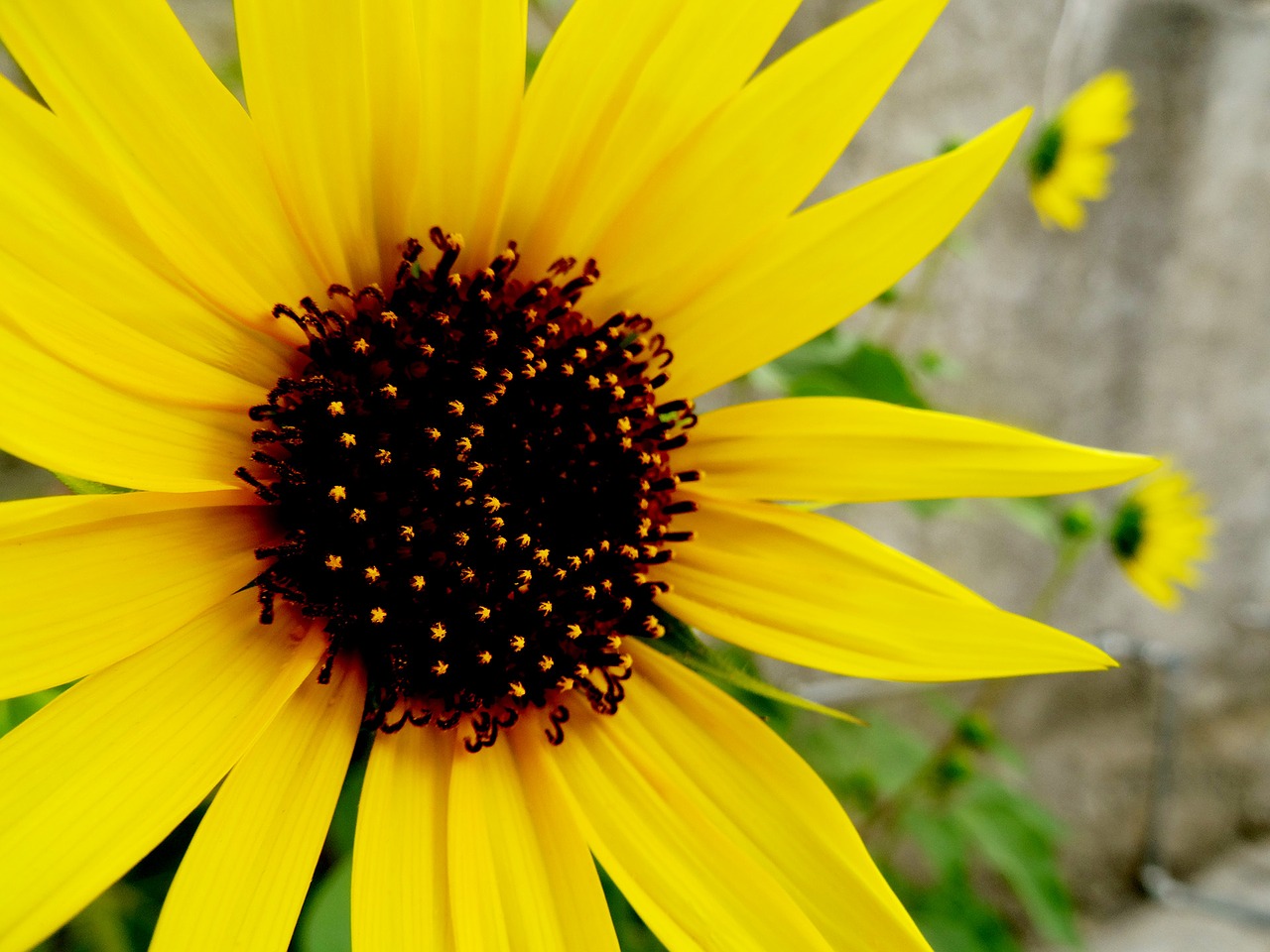 Image - flower sunflower focus macro