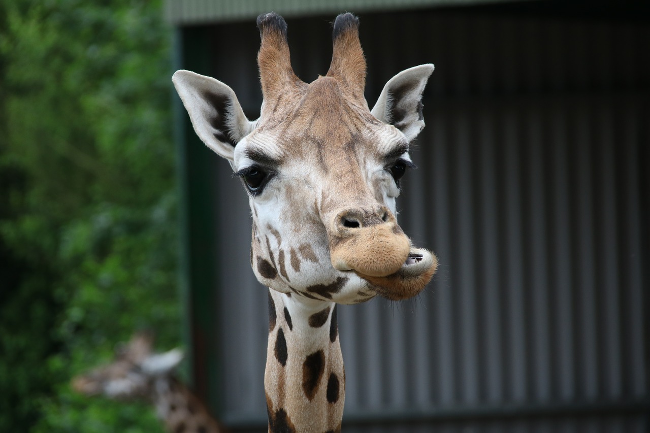 Image - giraffe chewing wildlife animal