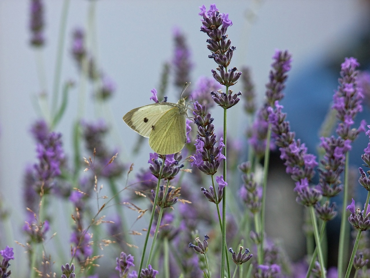 Image - butterfly lavender purple nature