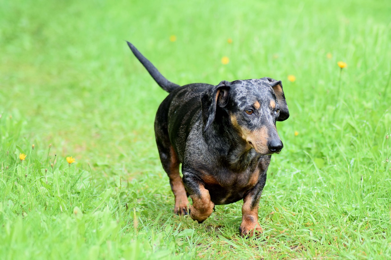 Image - wiener dog dachshund dog wiener