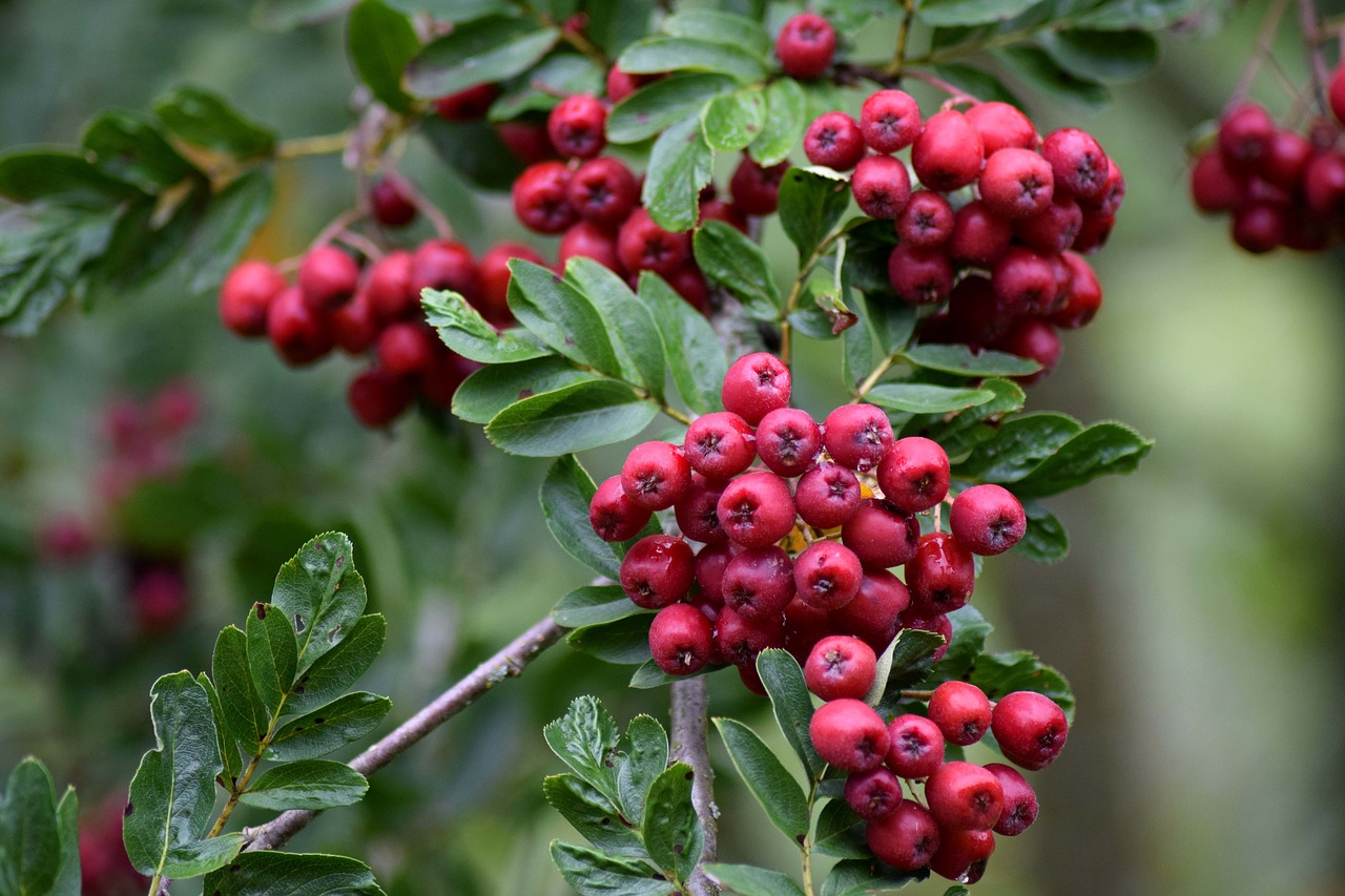 Image - rowan sorb rowan tree mountain ash