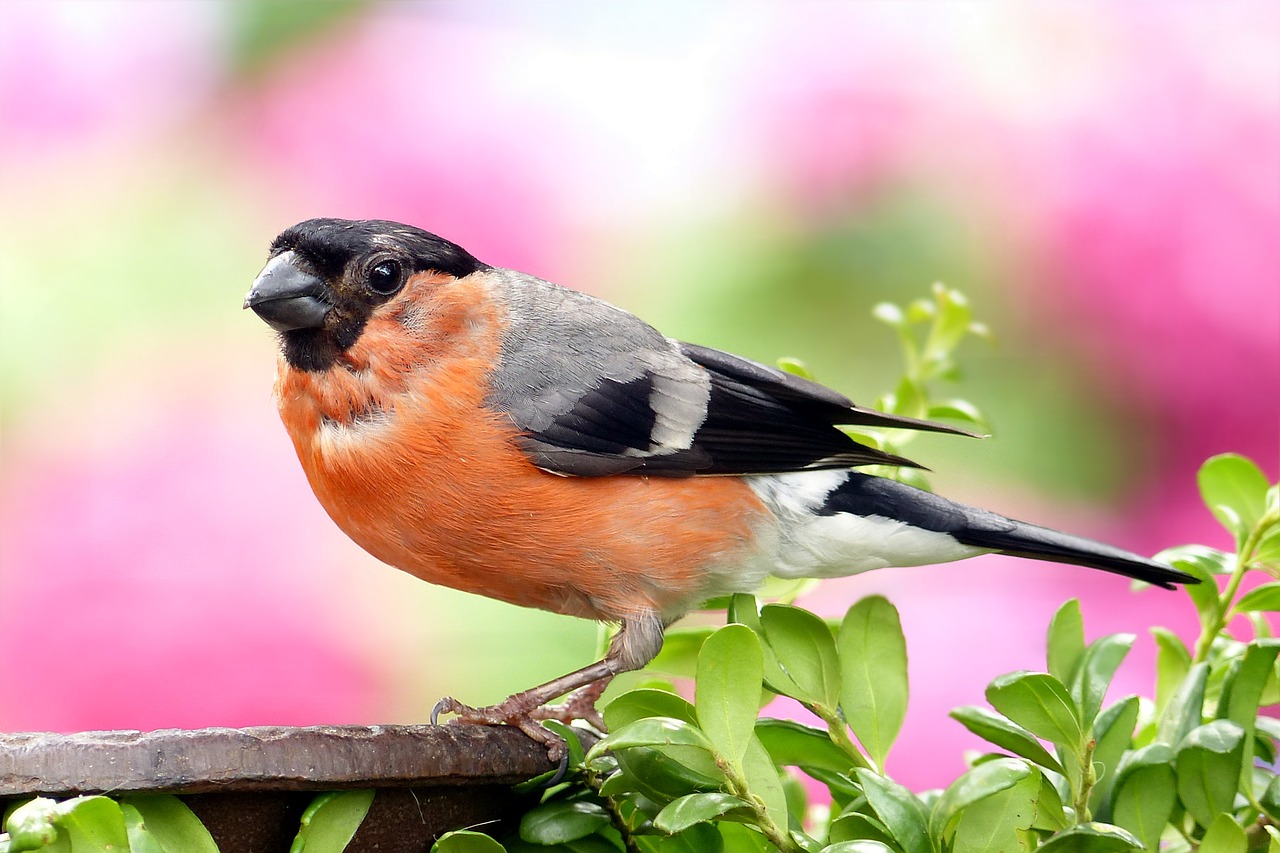 Image - bullfinch pyrrhula bird males