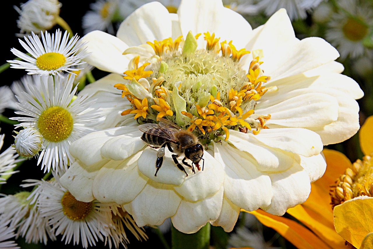 Image - honey bee apis insect summer