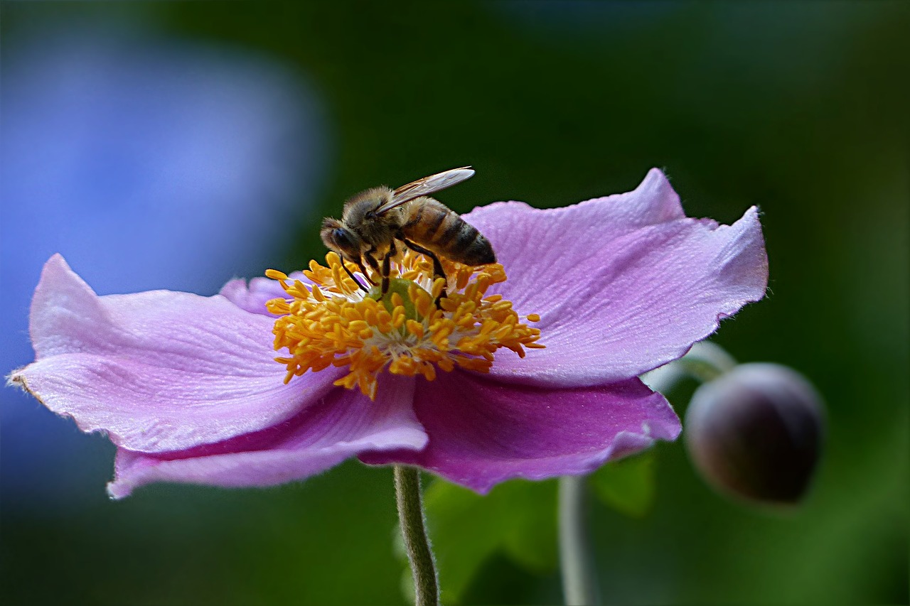 Image - bee honey bee apis insect flower