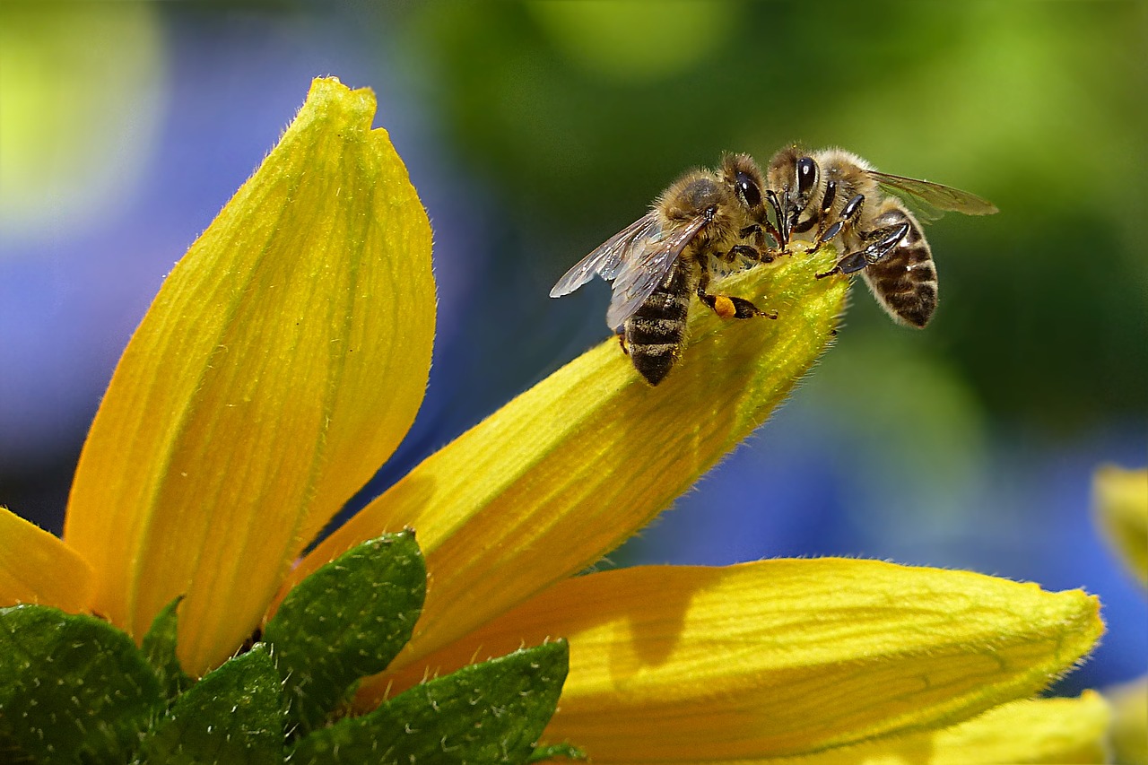 Image - bee honey bee apis insect flower