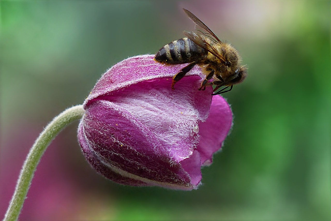 Image - bee honey bee apis insect flower