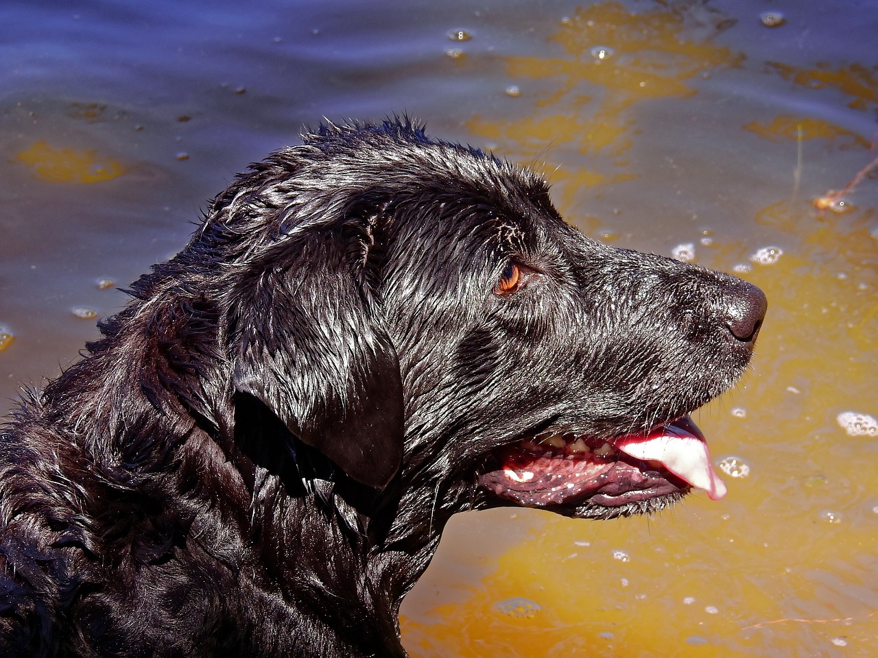 Image - dog labrador pet animal head