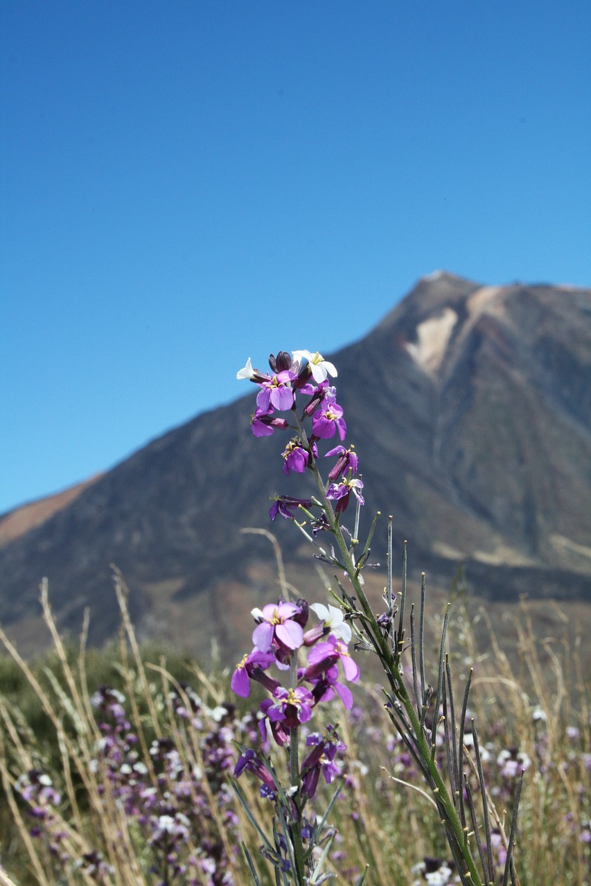 Image - canary islands teide national park