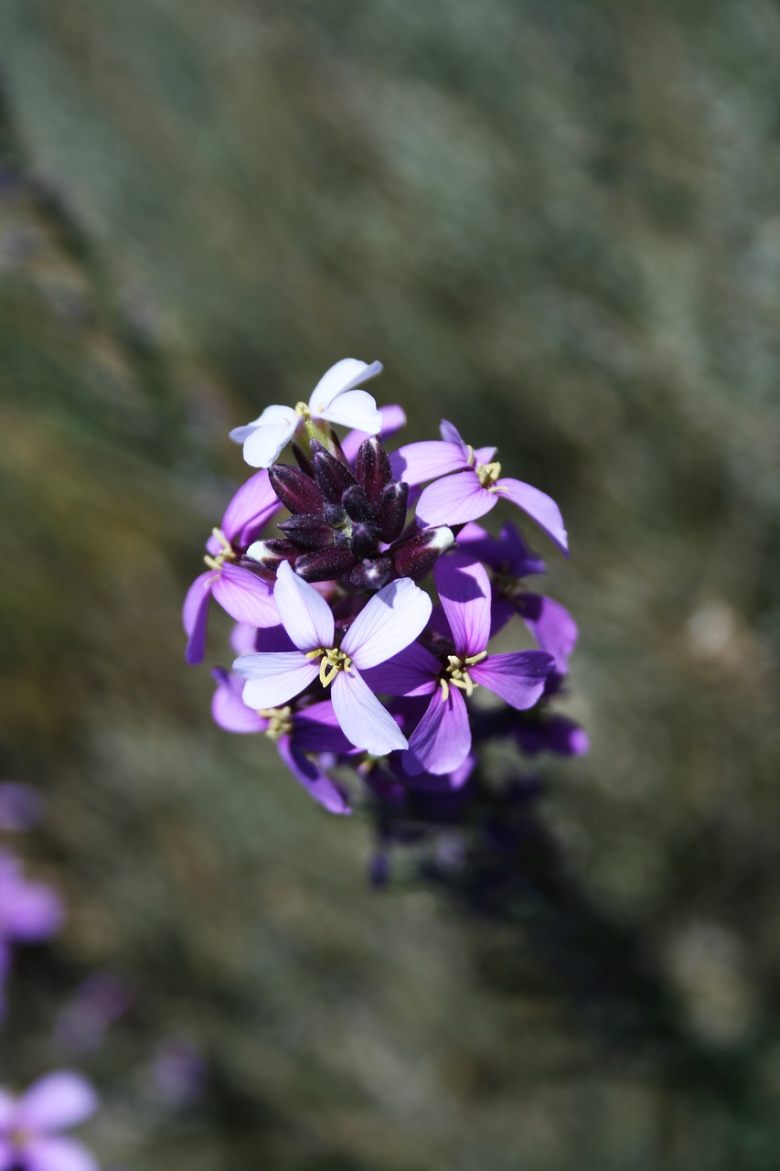 Image - canary islands teide national park
