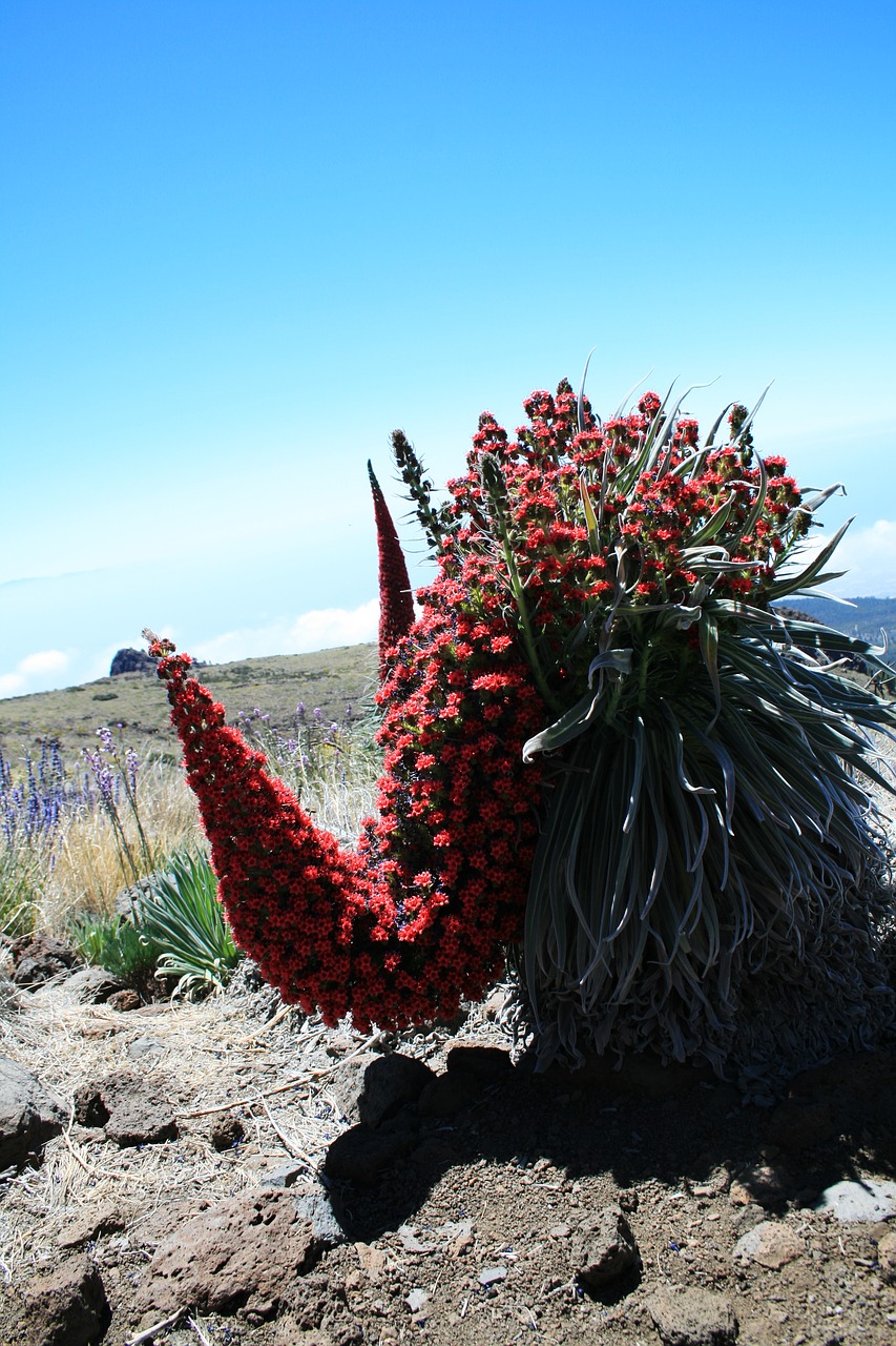 Image - tajinaste rojo tenerife red flowers