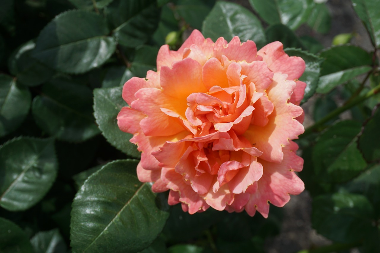 Image - rose bloom pink nature foliage