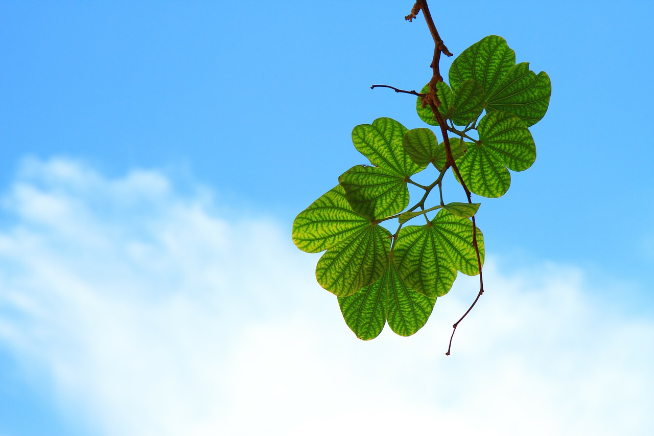 Image - leaves twig branch sky blue cloud