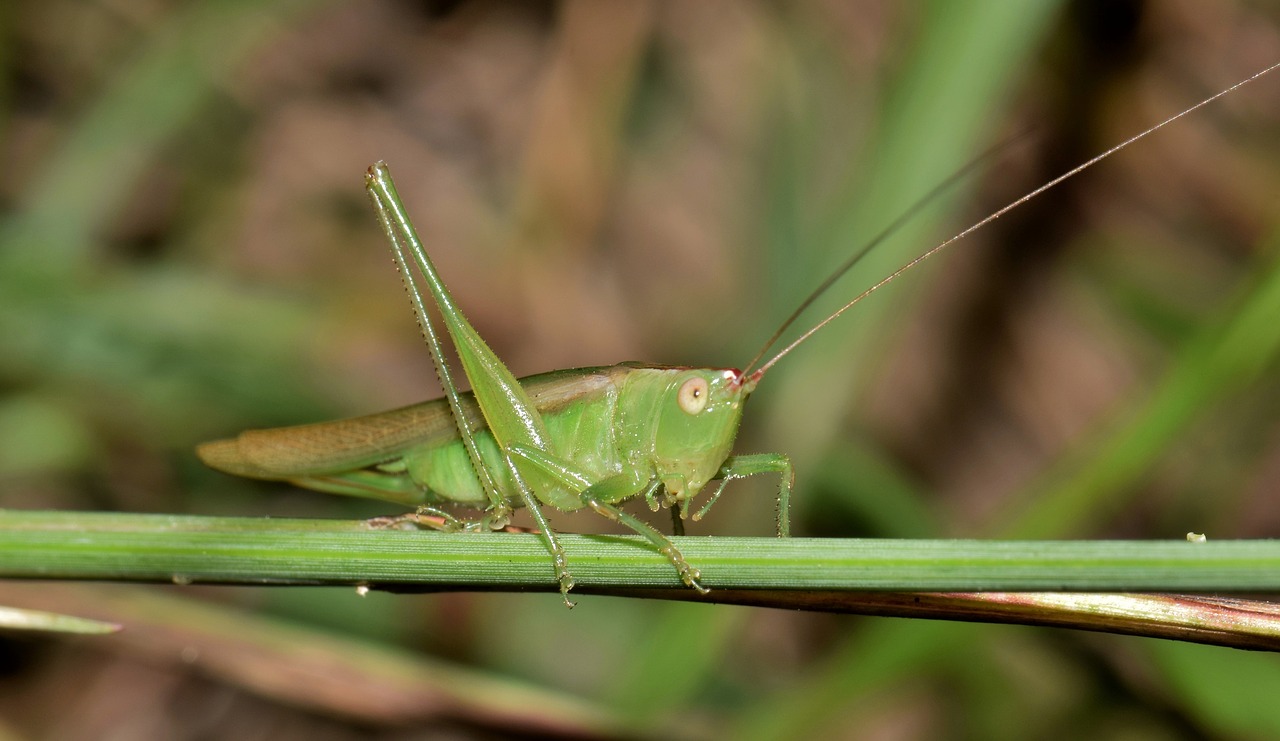 Image - katydid meadow katydid grasshopper