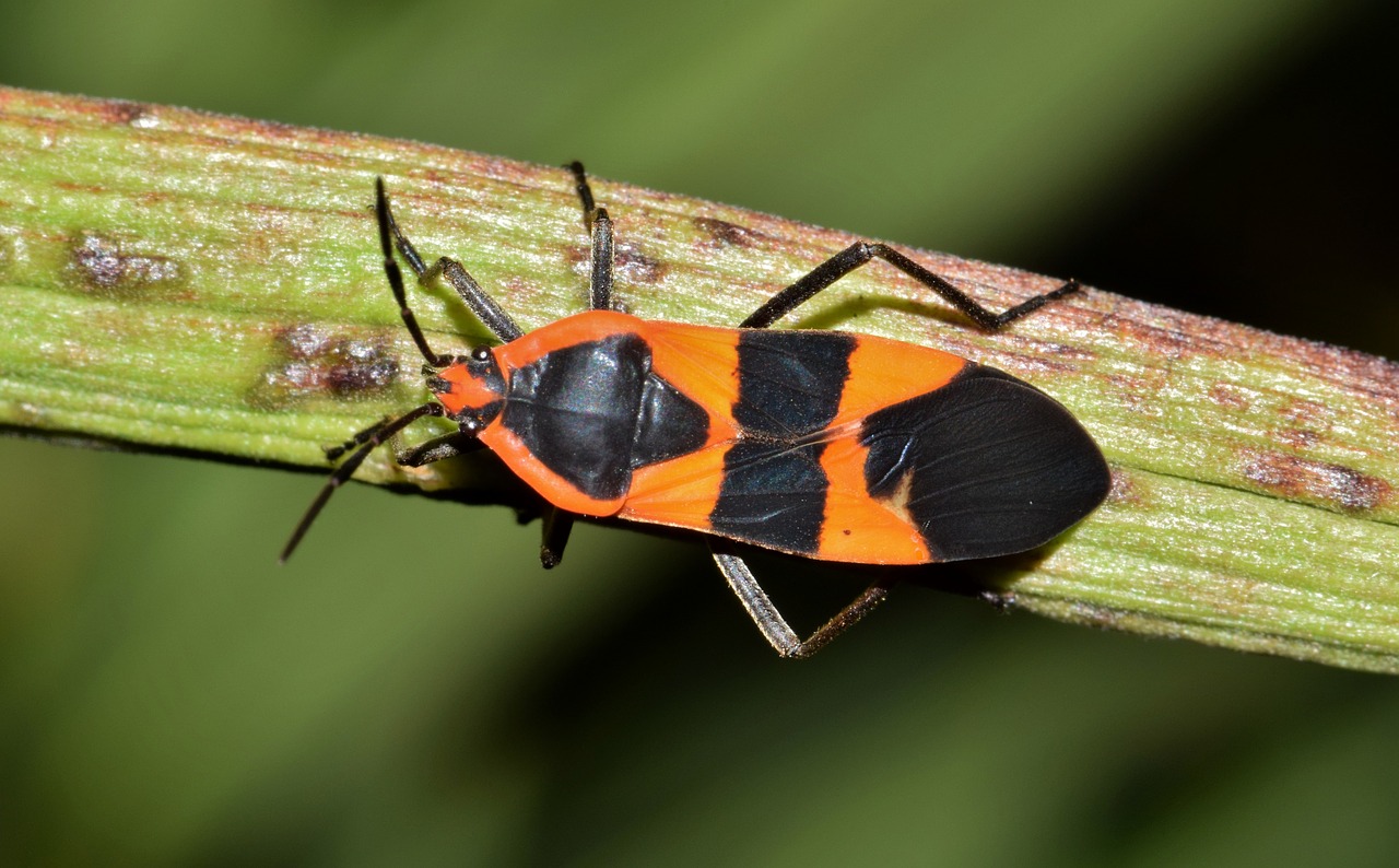 Image - large milkweed bug bug insect