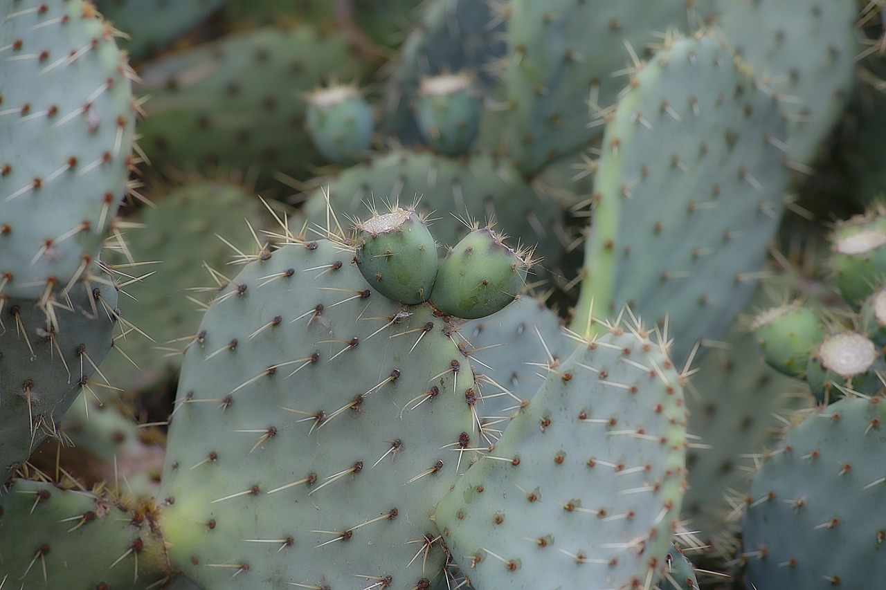 Image - fig barbarism prickly pear cactus