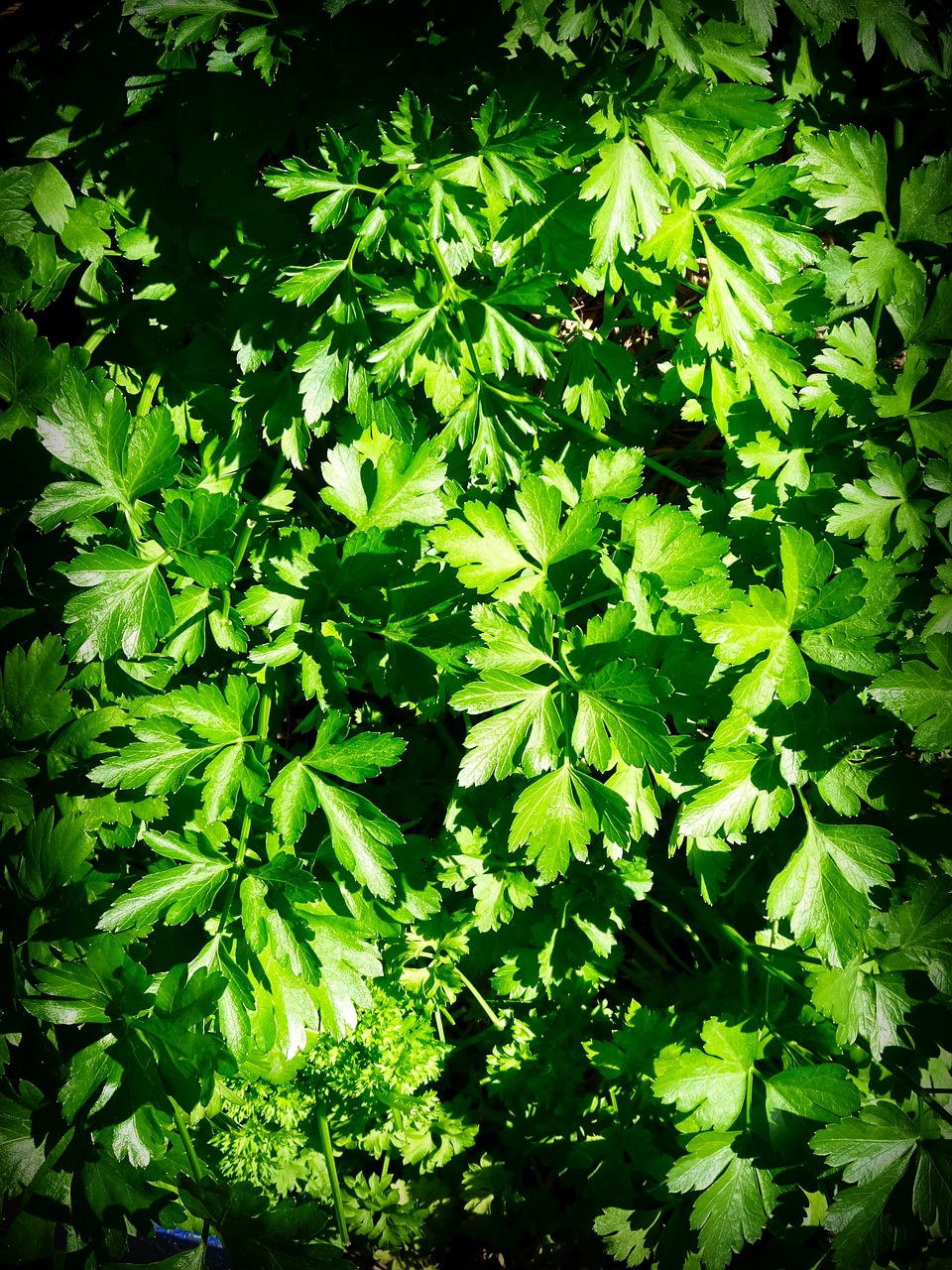 Image - herb parsley leaves ingredient