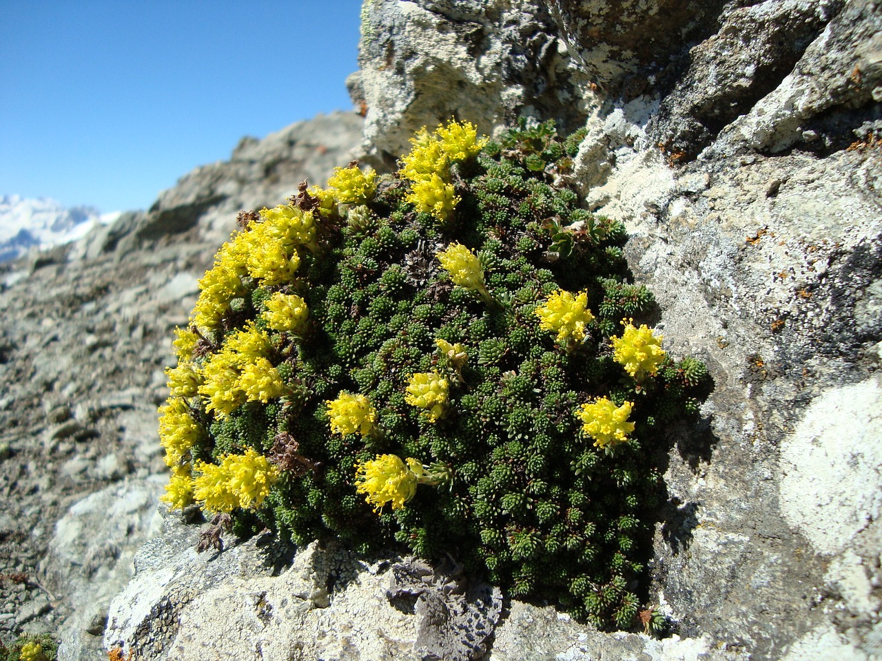 Image - arkhyz mountains flowers plant