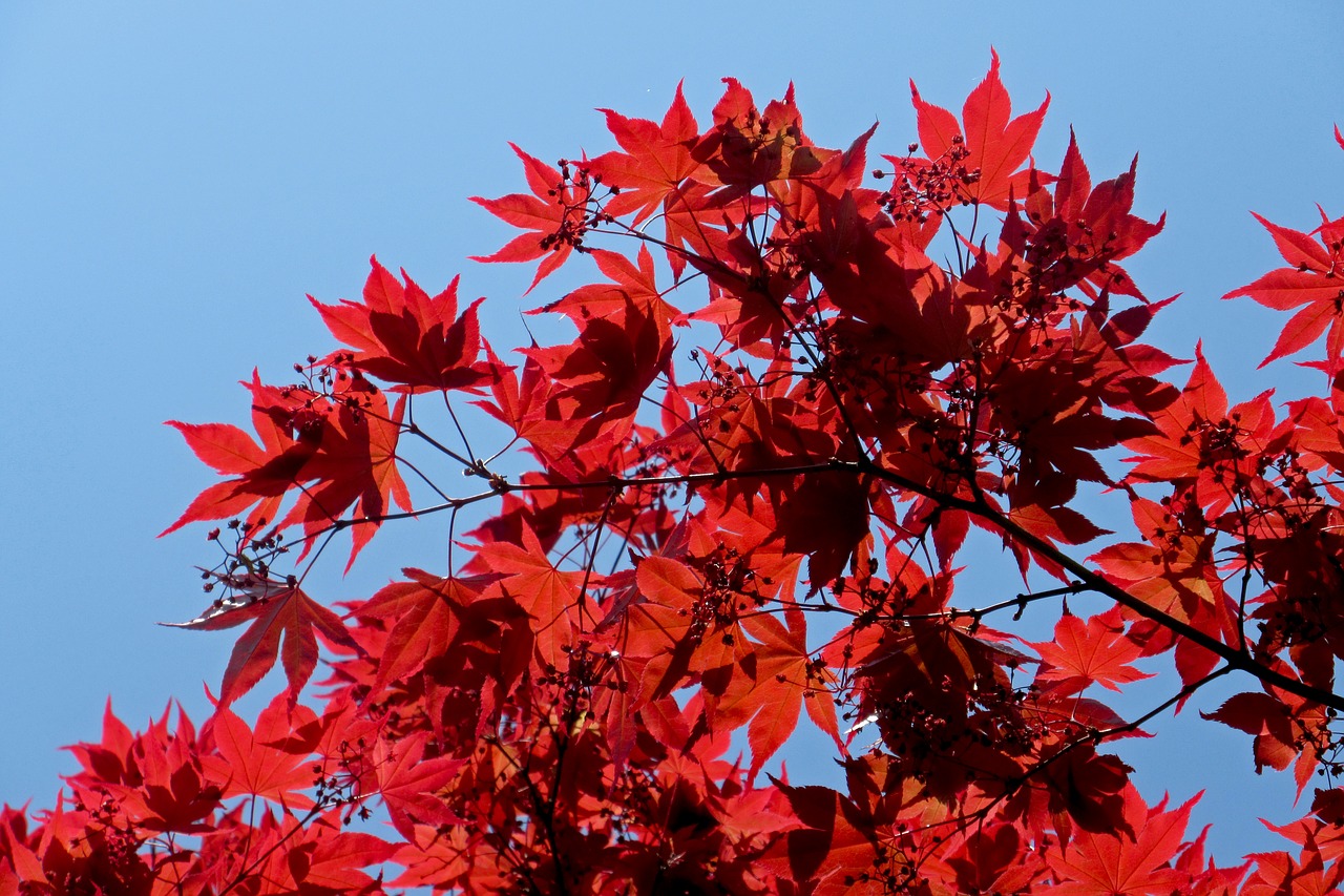 Image - maple japanese maple red nature