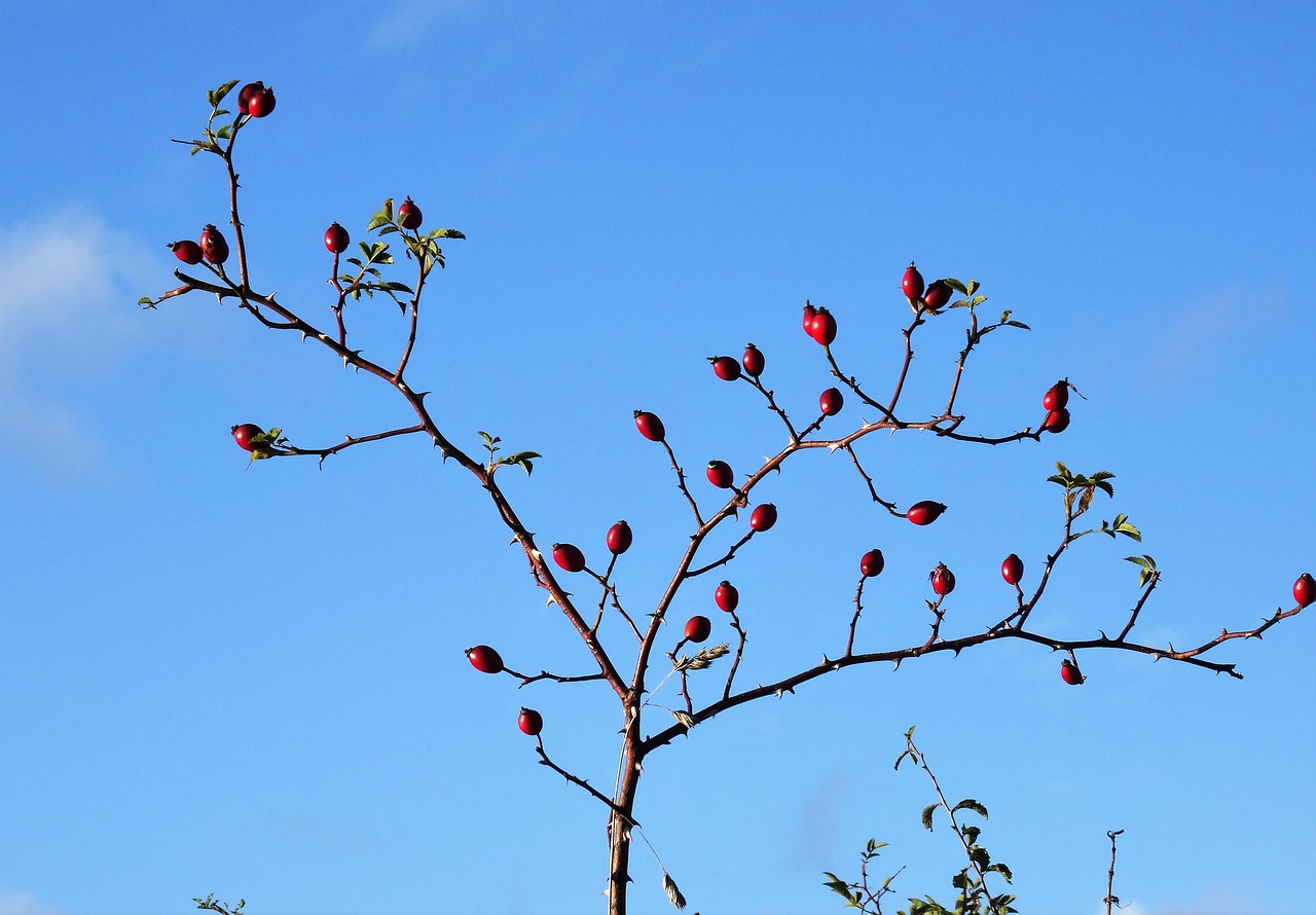 Image - rose hips rosa canina