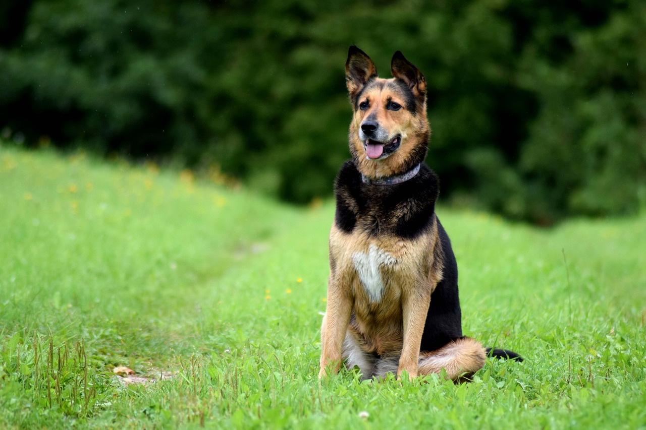 Image - dog sitting canine summer doggy