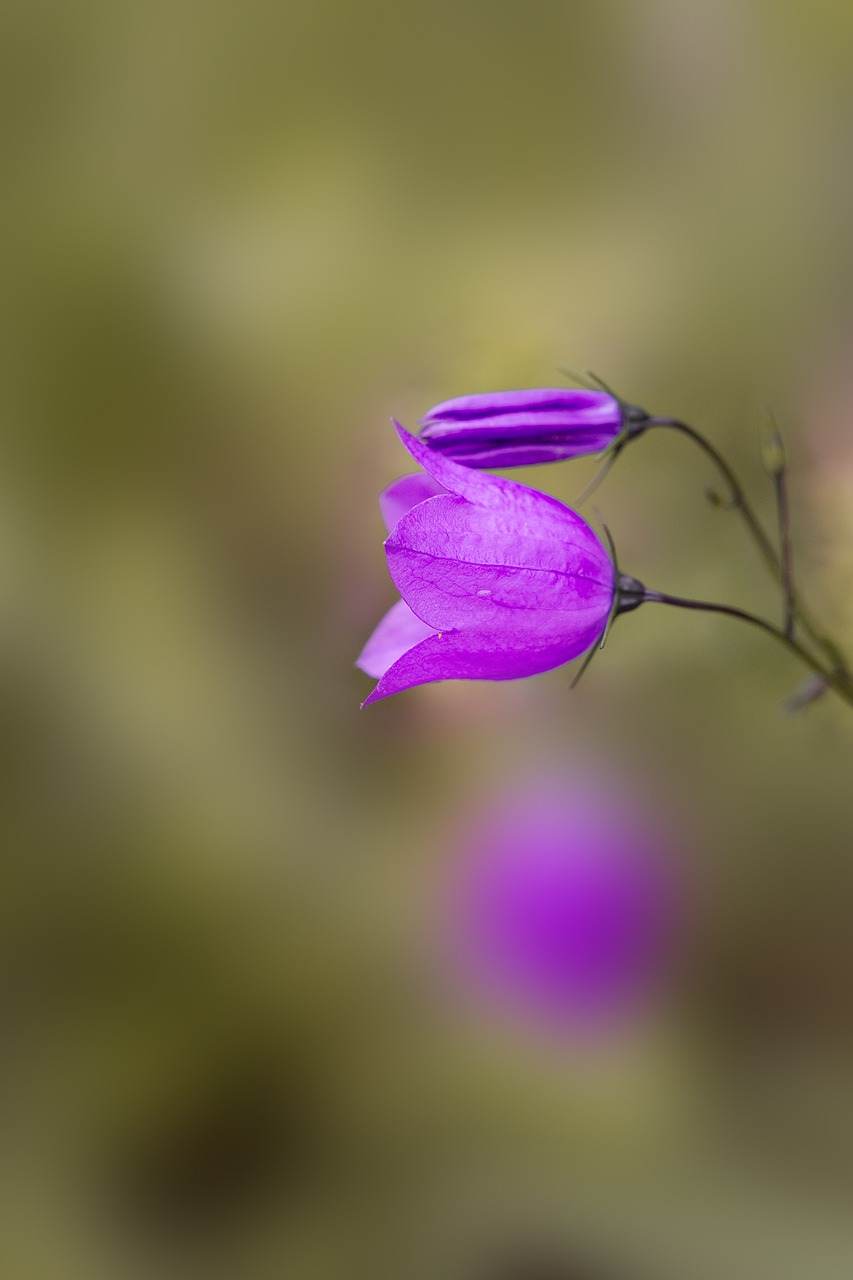 Image - round leaved bellflower