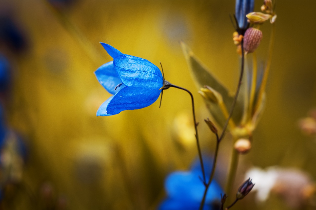 Image - round leaved bellflower