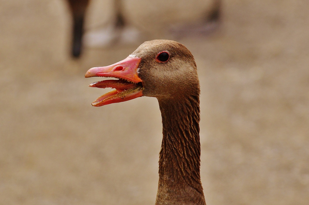 Image - goose hiss bird poultry head bill