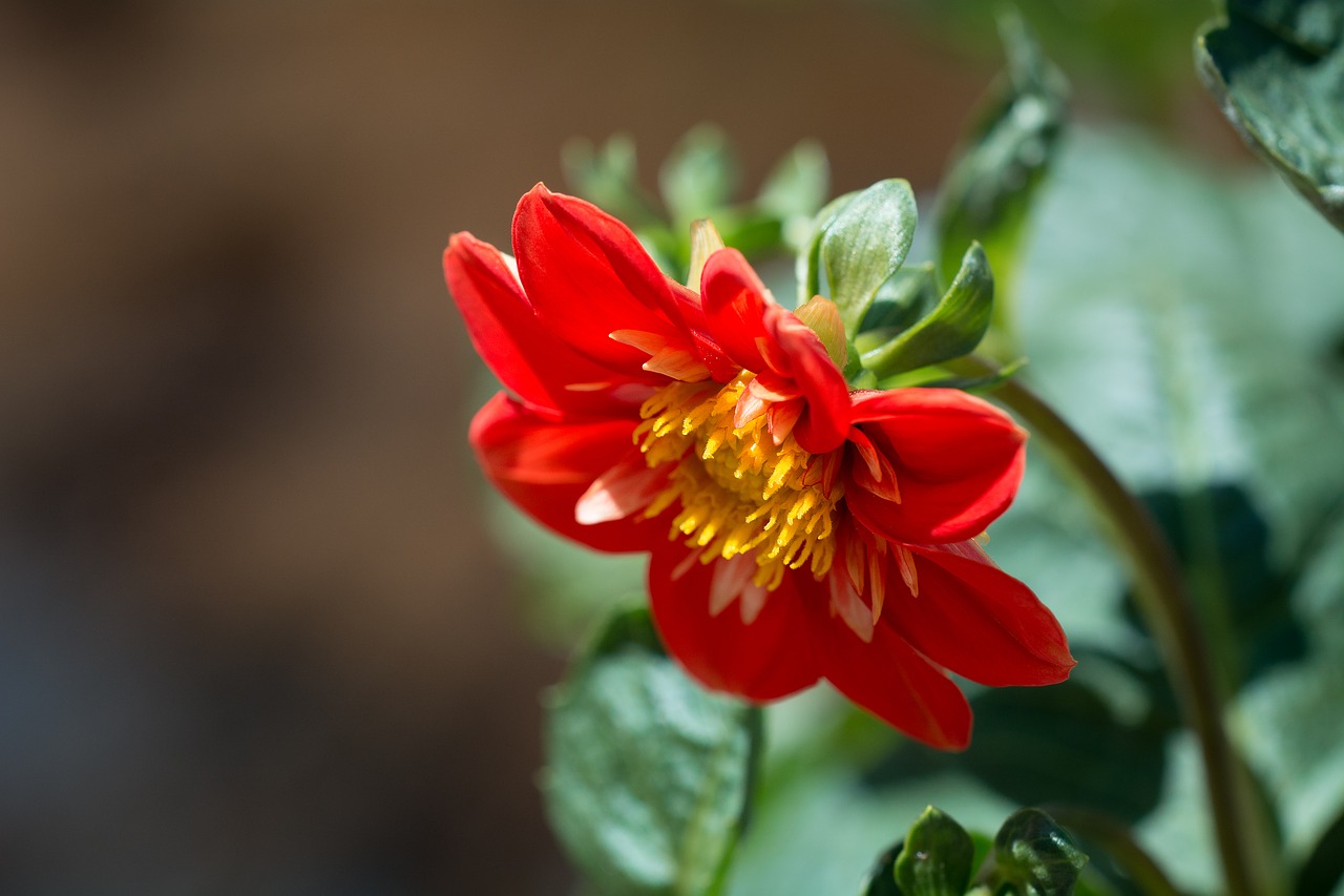 Image - blossom bloom flower orange summer