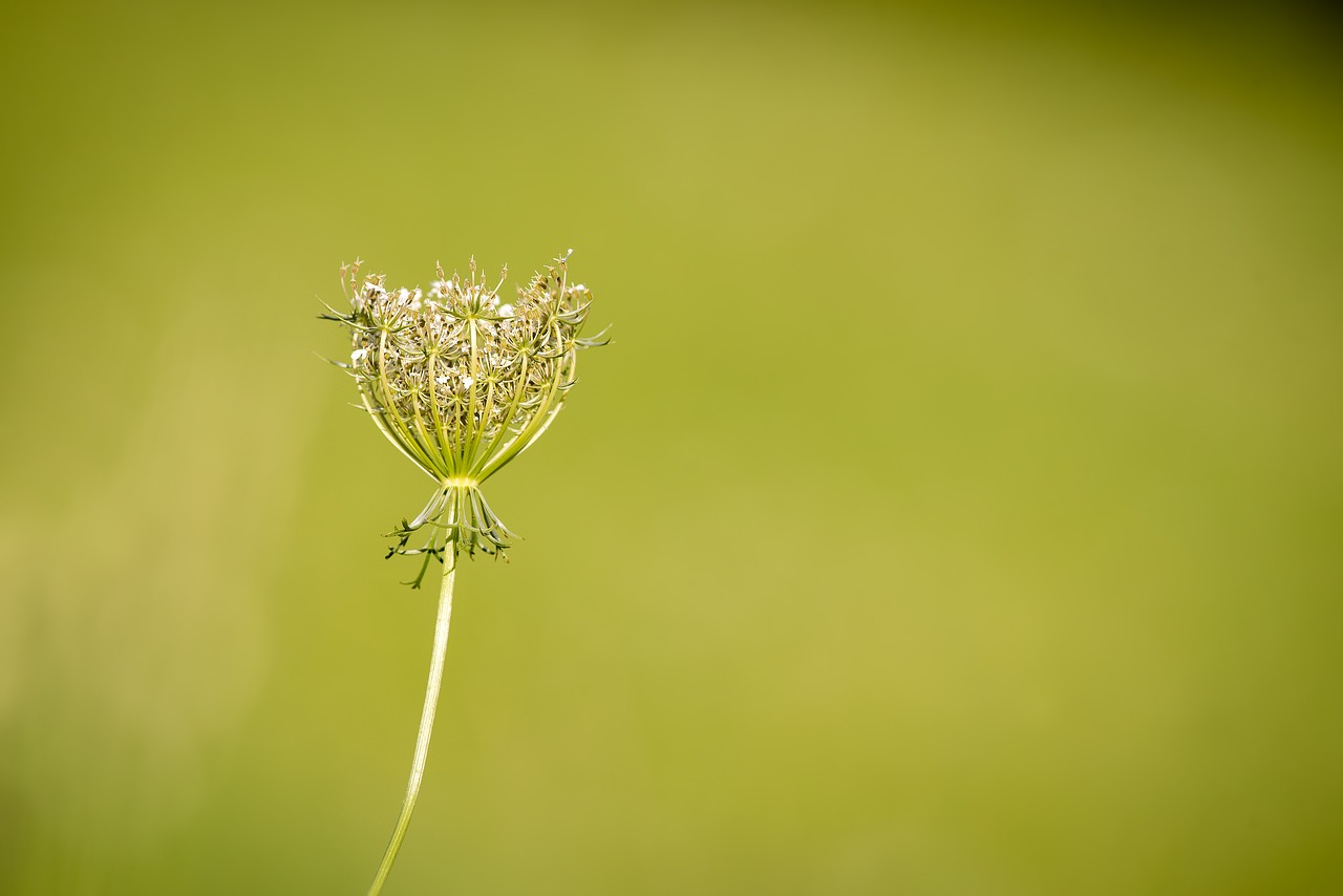 Image - carrot wild carrot plant