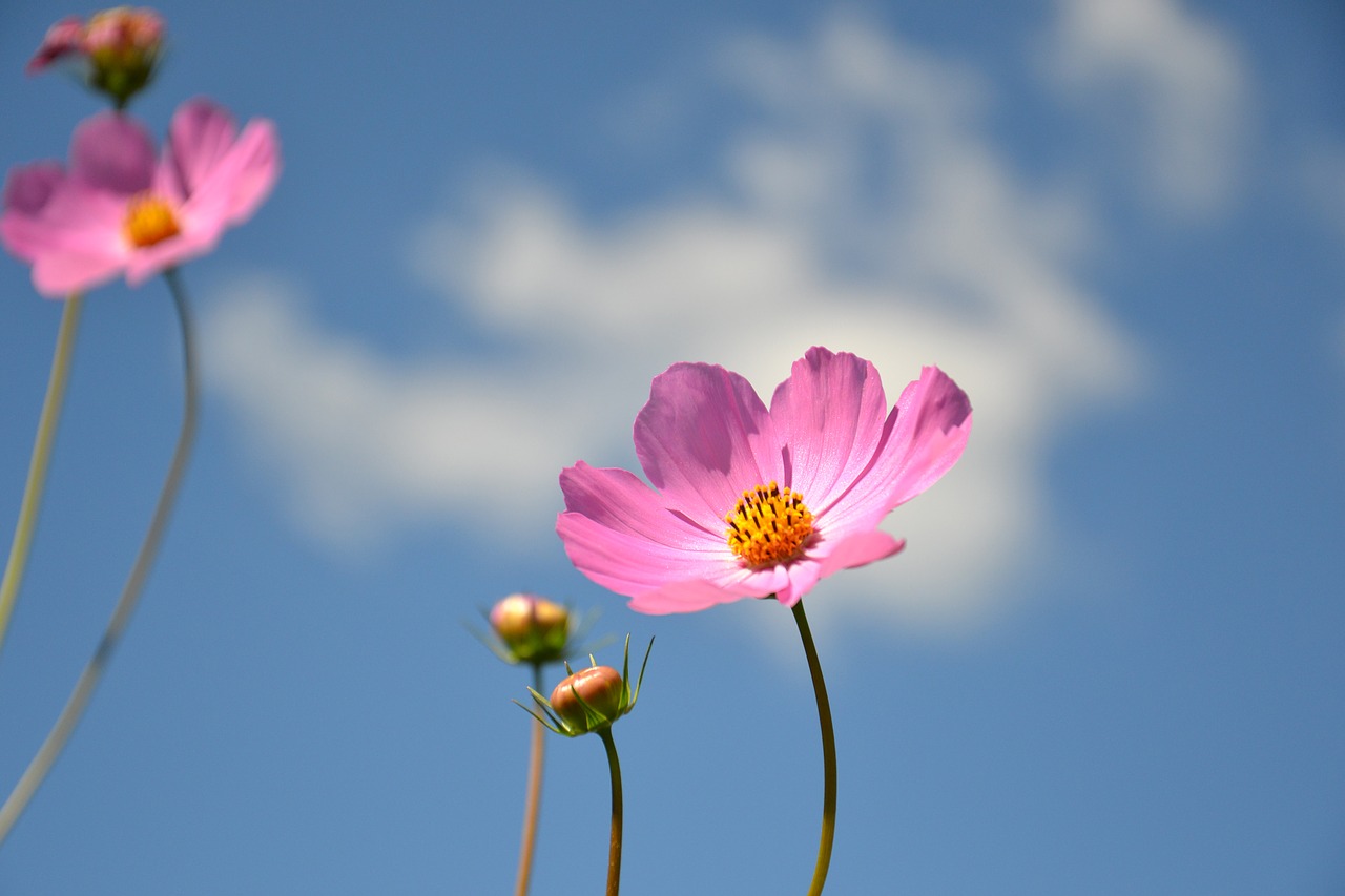 Image - cosmea flower plant cosmos summer