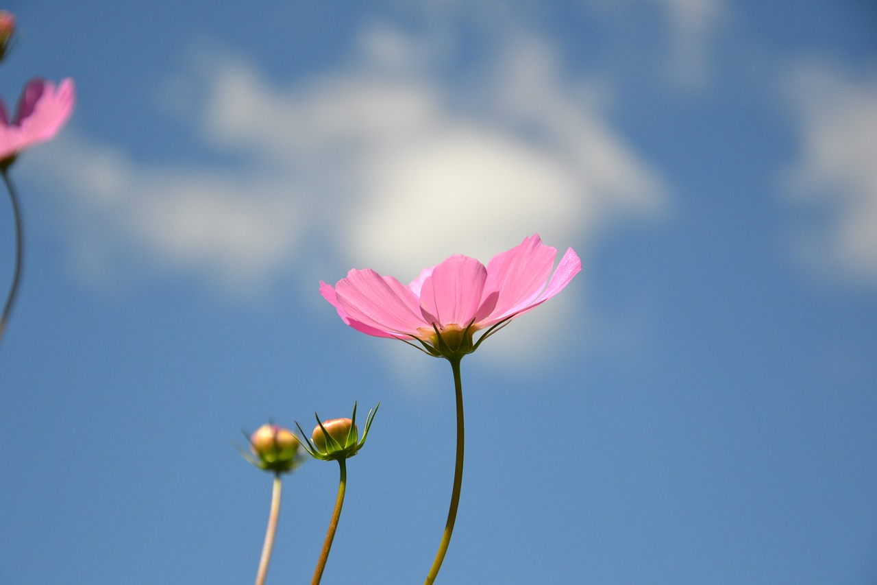 Image - cosmea flower plant cosmos