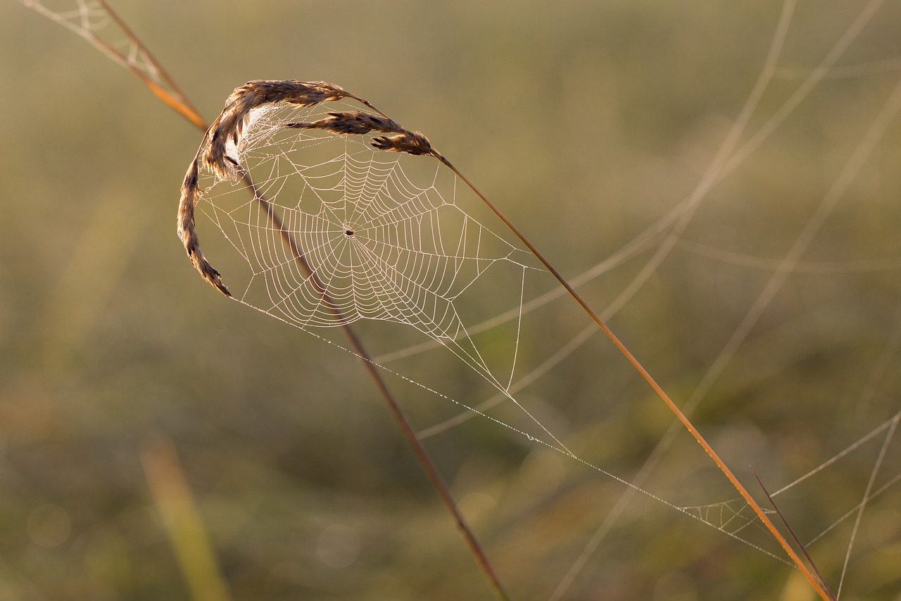 Image - cobweb grass spider dewdrop dew