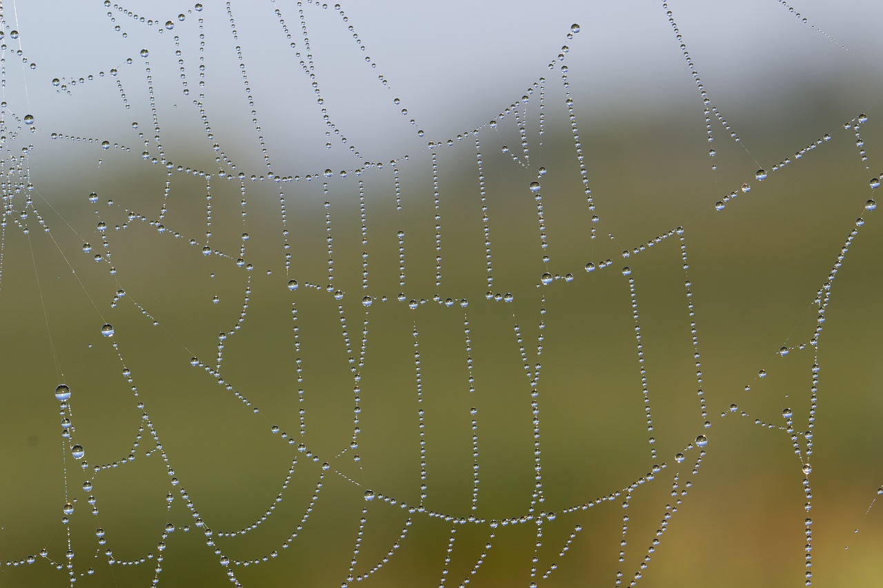 Image - cobweb network dewdrop dew