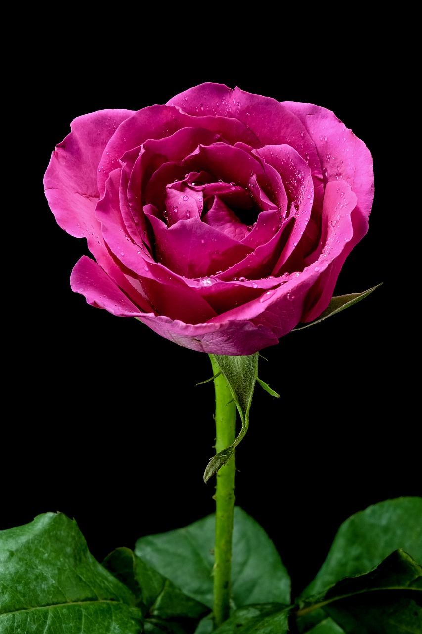 Image - rose pinkrose flowers pink purple