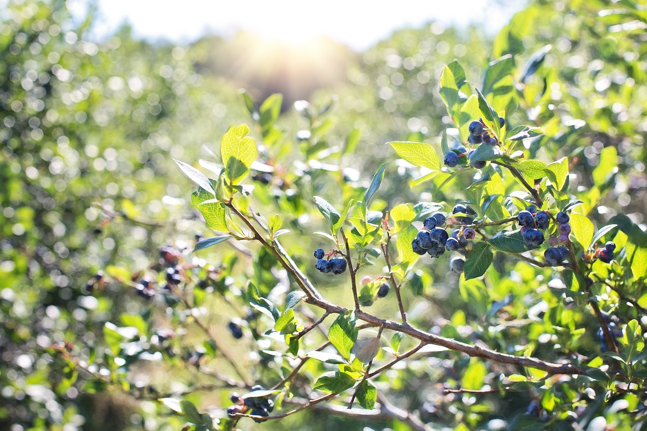 Image - blueberries bush nature blueberry