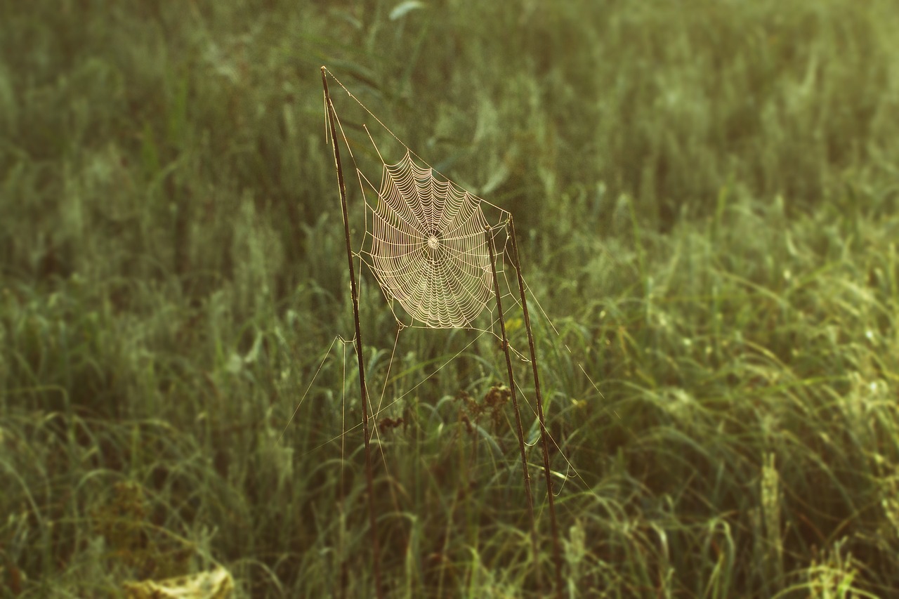 Image - cobweb network spin nature