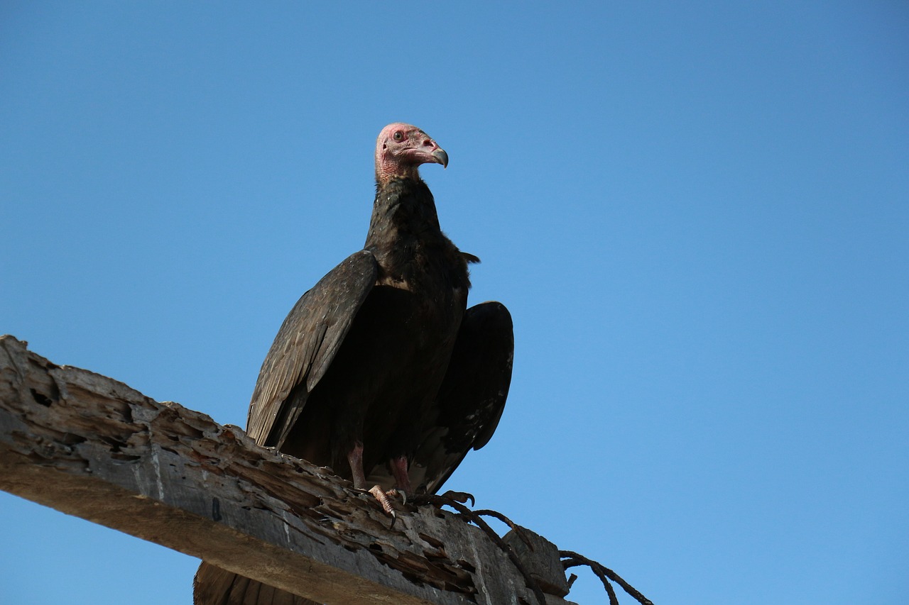 Image - gallinazo ave vulture