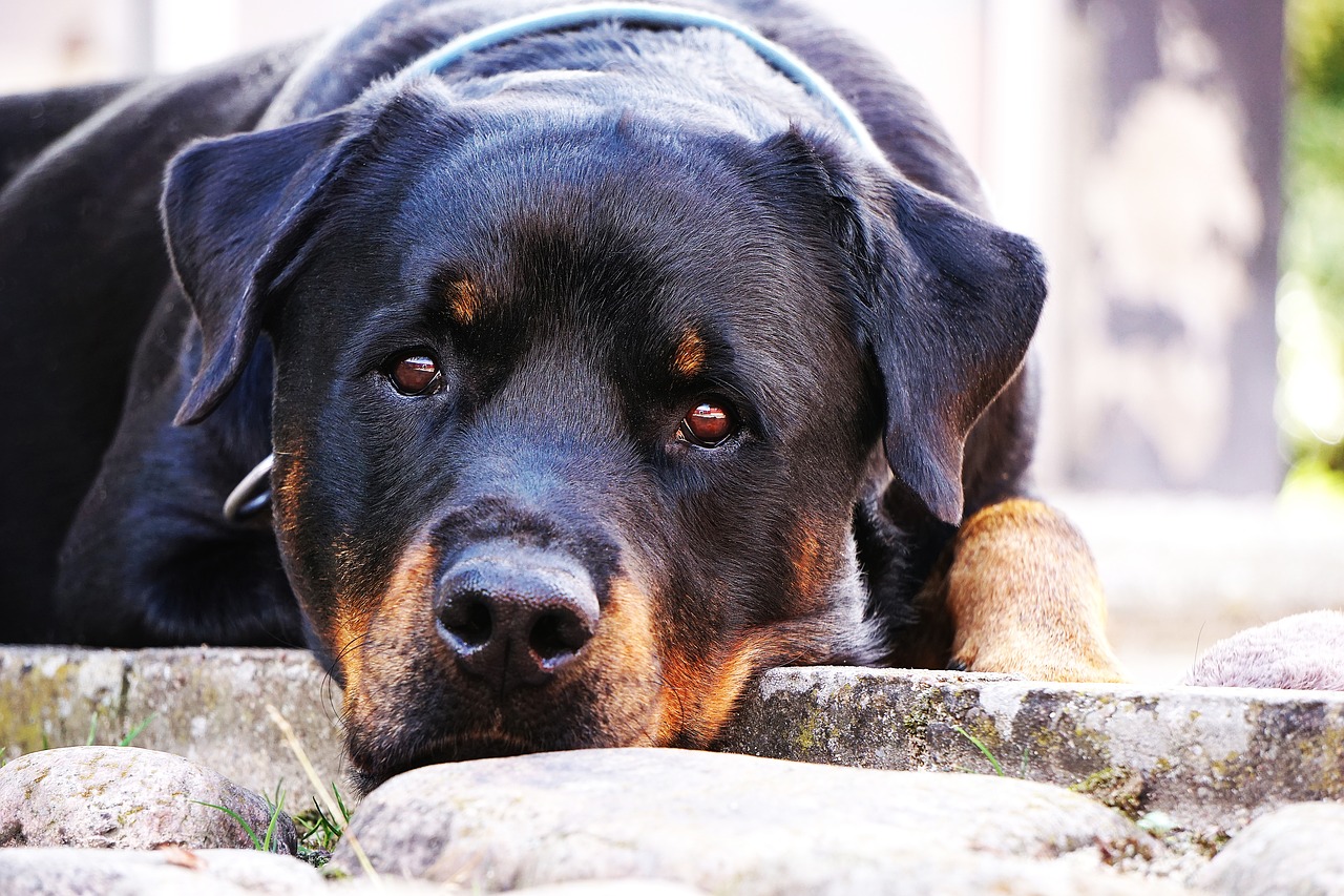 Image - dog rottweiler closeup rest is