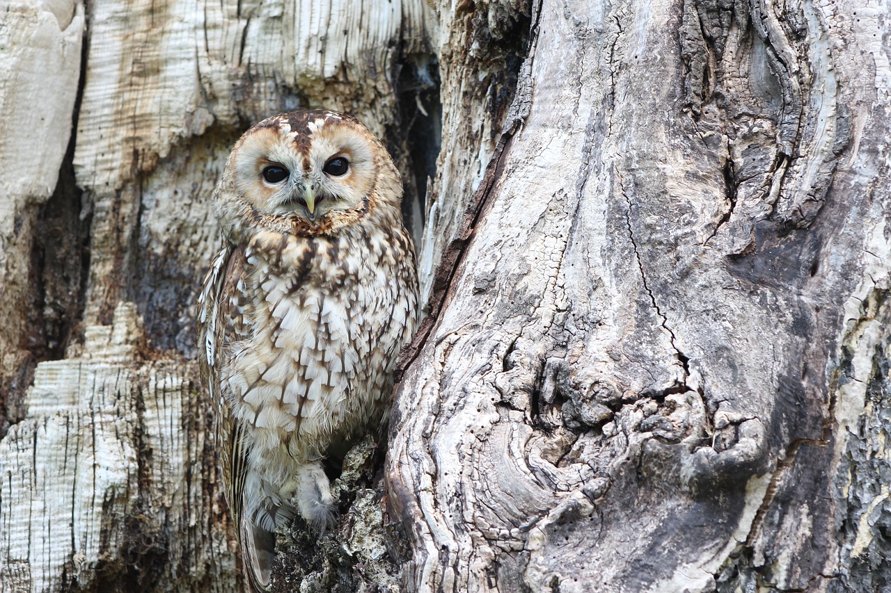 Image - owl camouflage wildlife