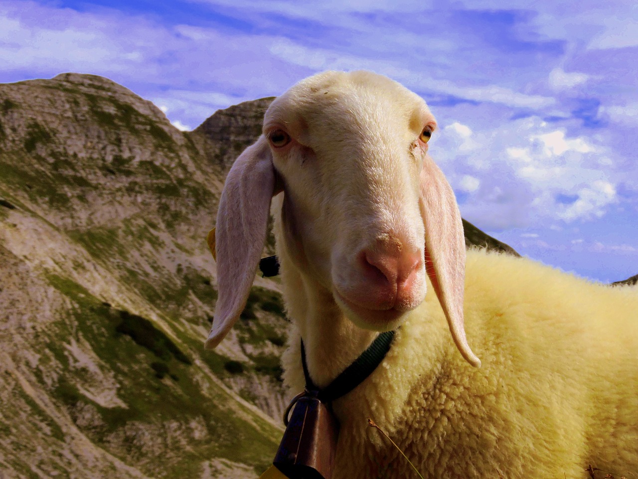 Image - flock grass sky clouds animal