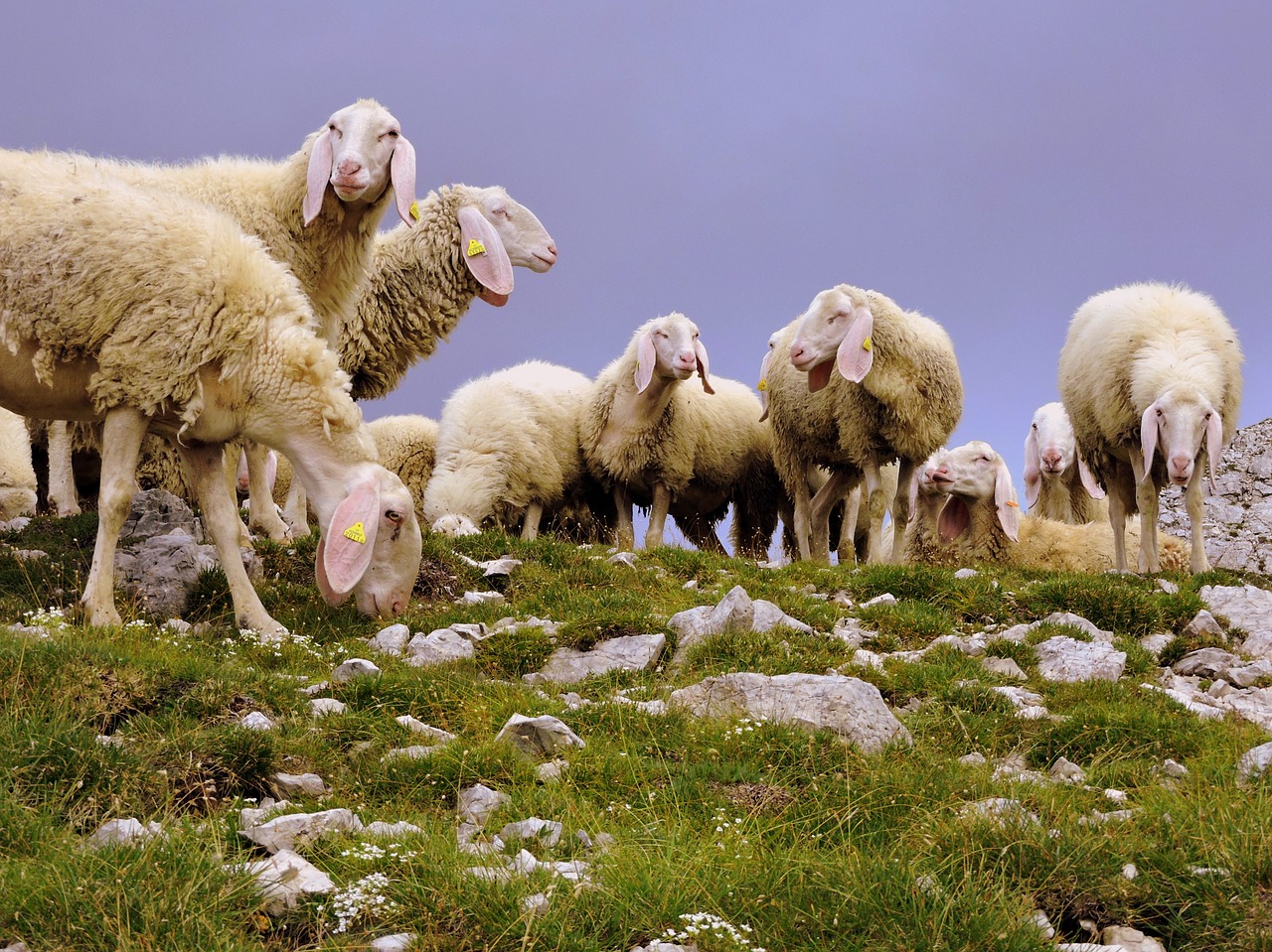 Image - sheep flock animal mountain grass