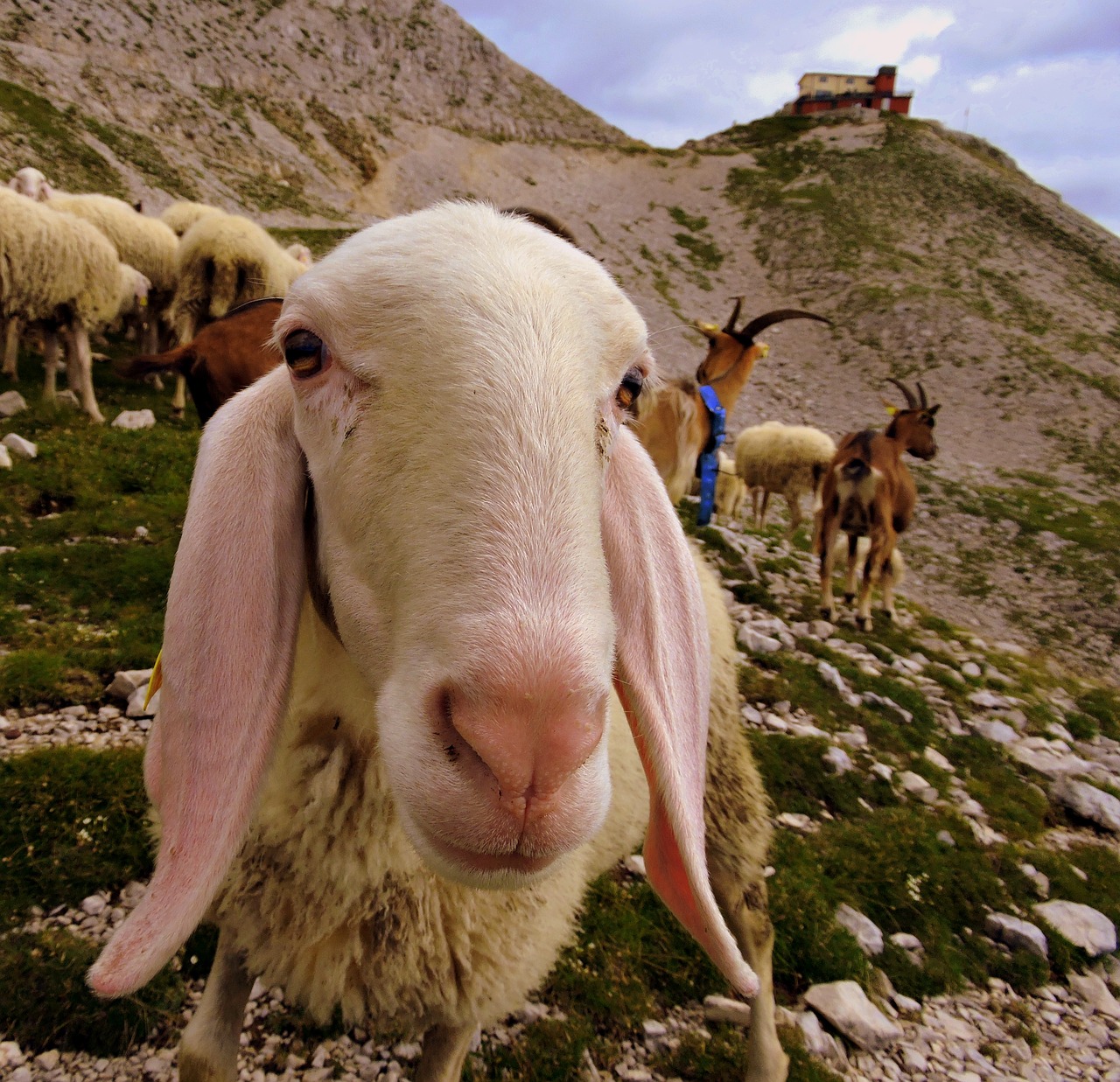 Image - sheep flock animal mountain grass