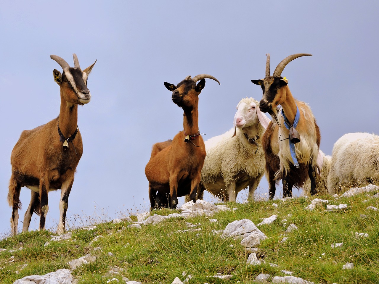 Image - capra sheep flock grass mountain