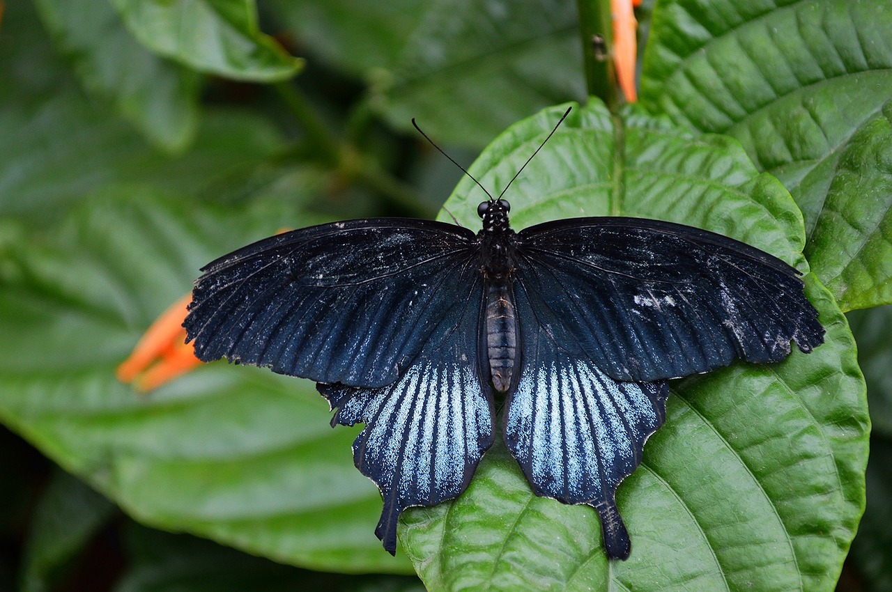 Image - butterfly swallowtail insect leaf