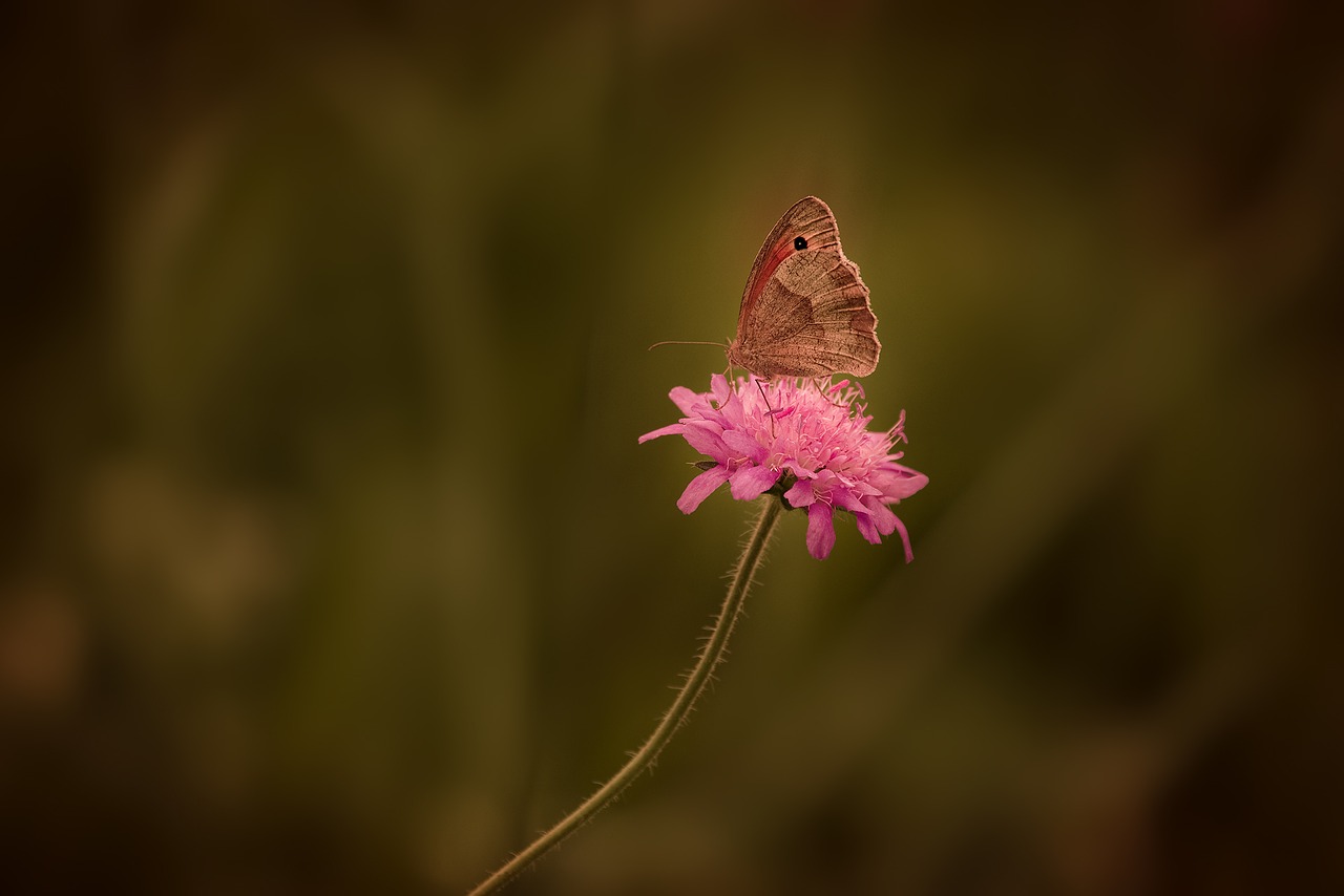 Image - butterfly insect flight insect