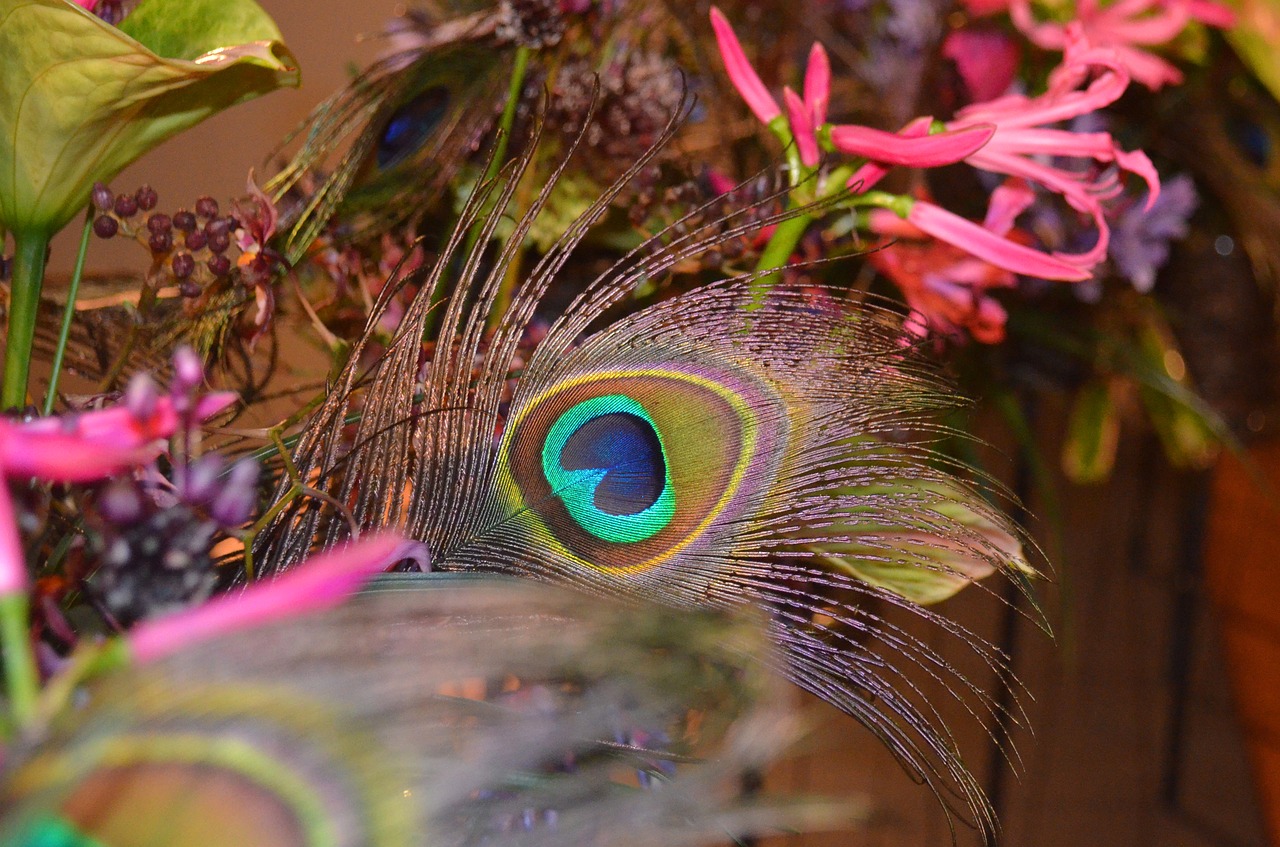 Image - peacock peacock feather flowers