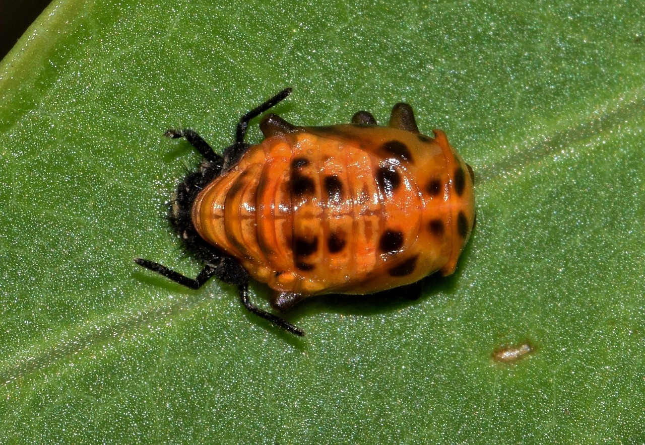 Image - pupa lady beetle pupa