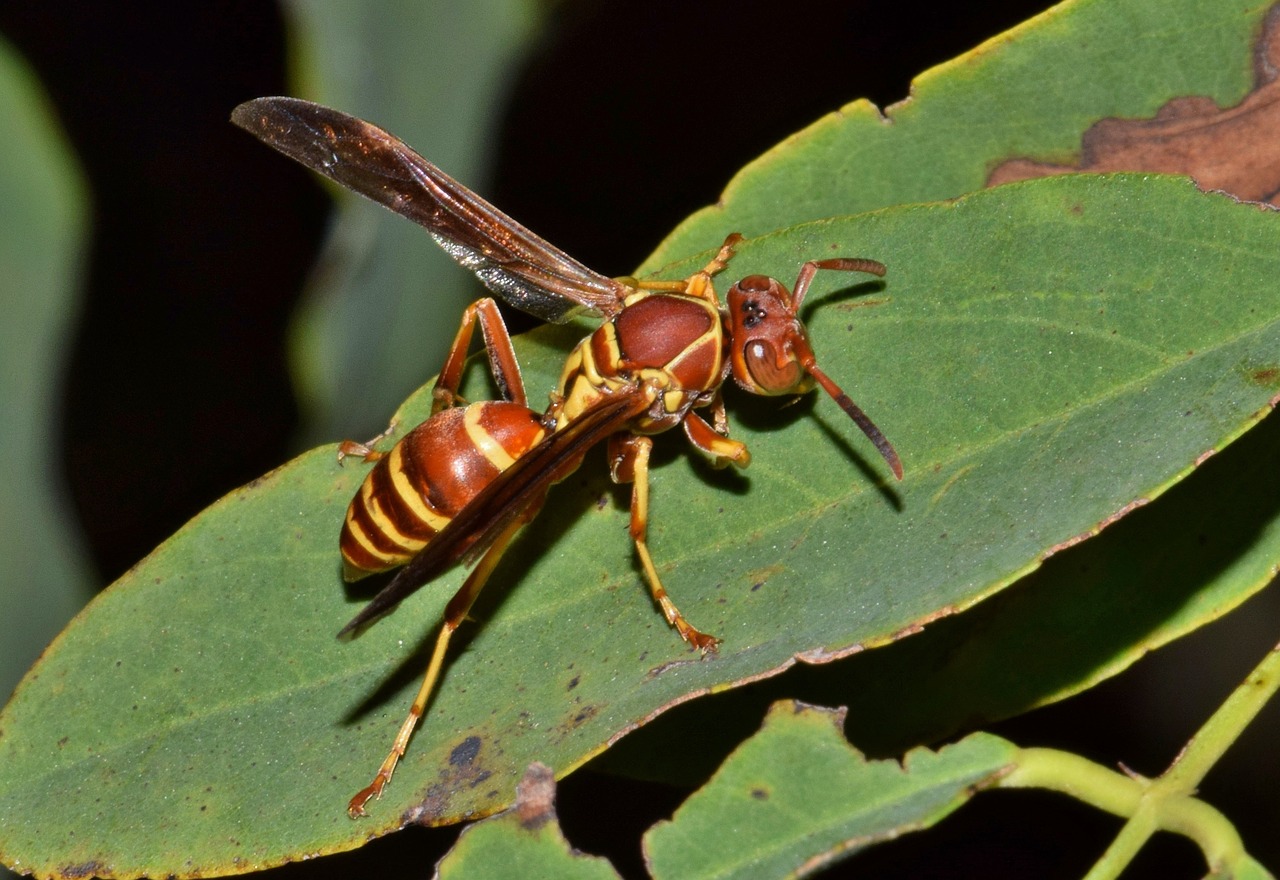 Image - wasp paper wasp umbrella wasp