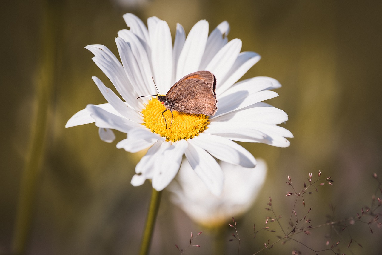 Image - marguerite composites leucanthemum